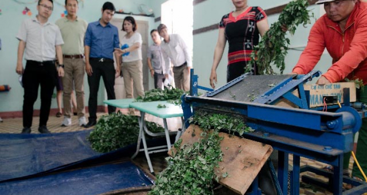 Chè Dây Ra Zesh - Thảo dược quý của người cơ tu